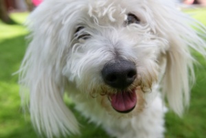Paddy