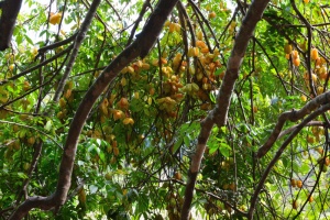 Karambola