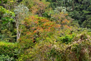 Sierra Maestra