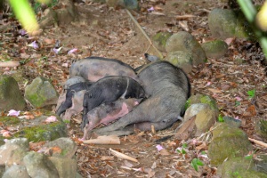 Schweineglück