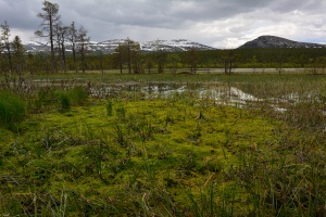 Rondane